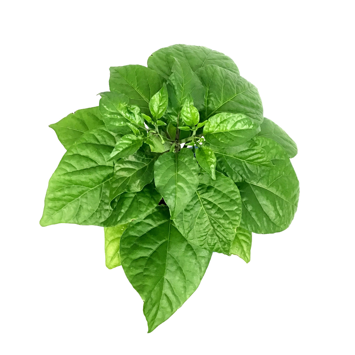 Extreme Heat Hot Pepper, 4in, Trinidad Scorpion