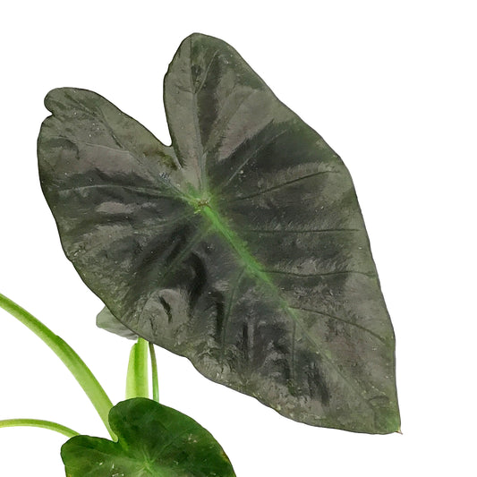 Colocasia, 5in, Aloha