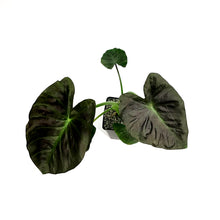 Load image into Gallery viewer, Colocasia, 5in, Aloha
