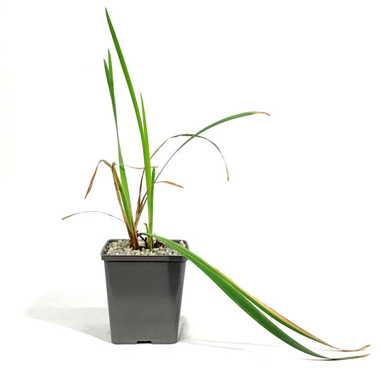 Iris, 5in, Painted Desert