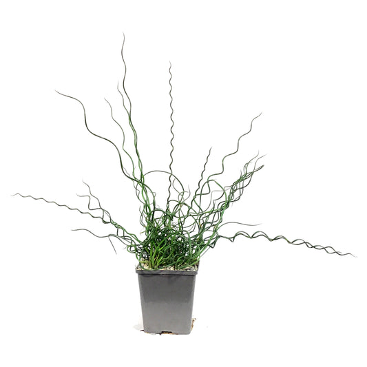 Juncus, 5in, Spiralis Corkscrew Rush