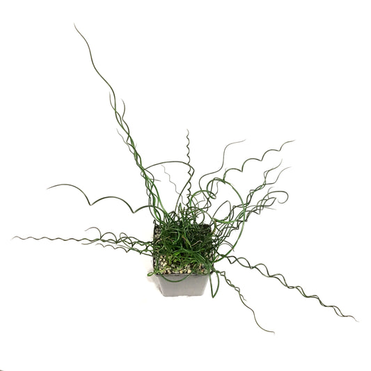Juncus, 5in, Spiralis Corkscrew Rush