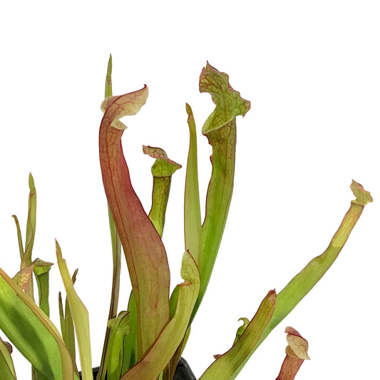 Sarracenia, 5in, Farnhamii