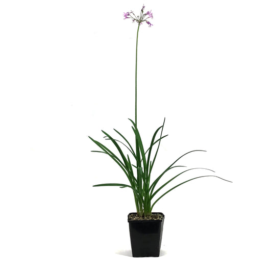 Tulbaghia, 5in, Tricolor Society Garlic