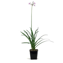 Load image into Gallery viewer, Tulbaghia, 5in, Tricolor Society Garlic
