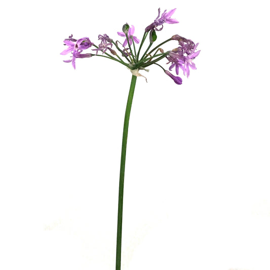 Tulbaghia, 5in, Tricolor Society Garlic