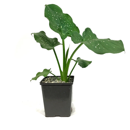 Zantedeschia, 5in, Water Calla Lily