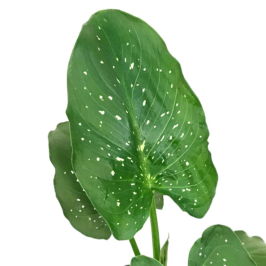 Zantedeschia, 5in, Water Calla Lily
