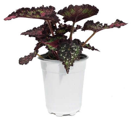 Annual, 5in, Rex Begonia