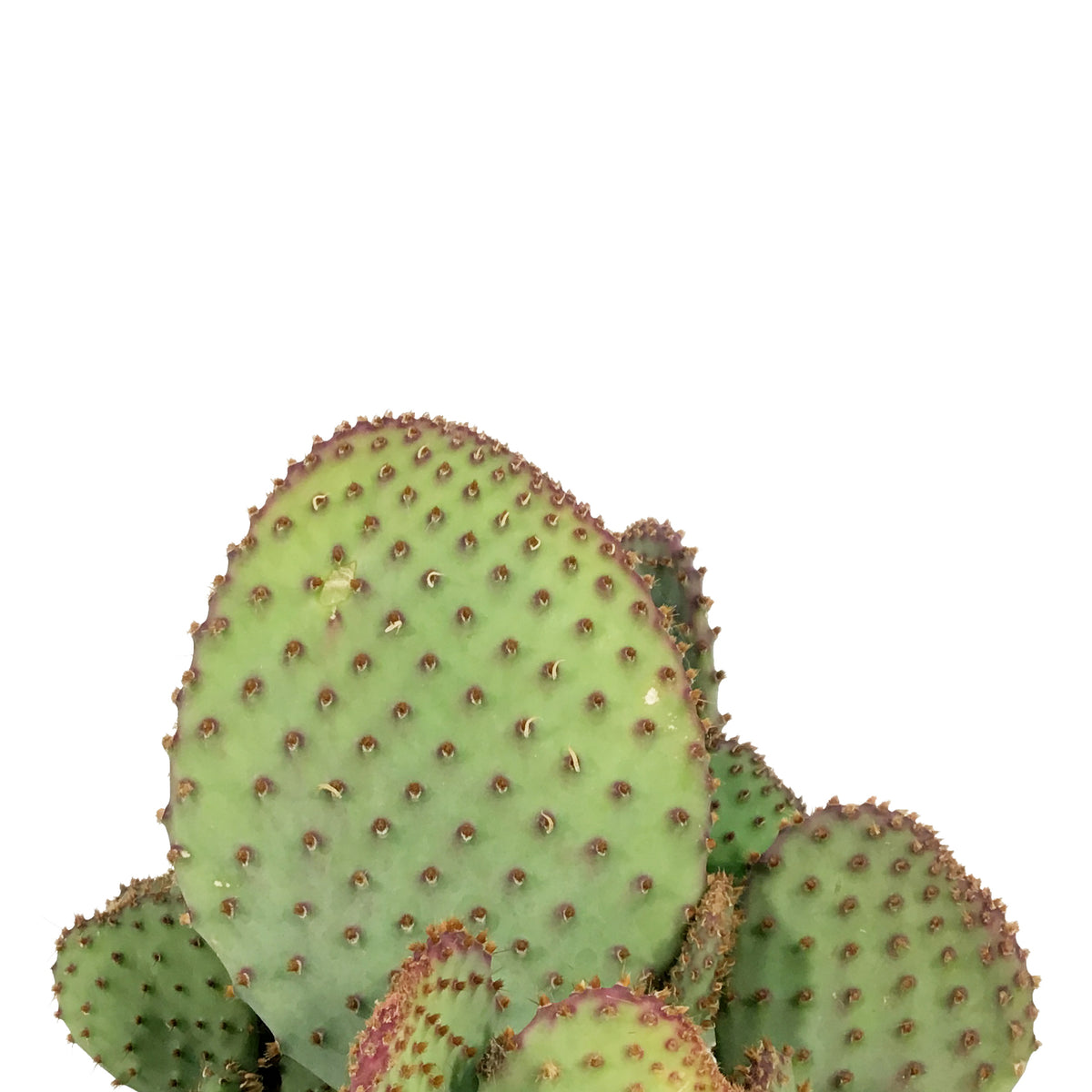 Cactus, 1 gal, Opuntia Violacea Santa Rita