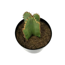 Load image into Gallery viewer, Cactus, 8in, African Candelabra
