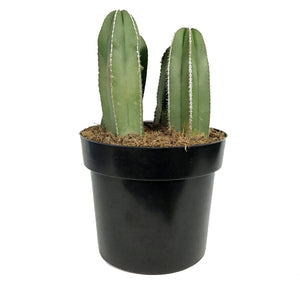 Cactus, 10in, Mexican Fence Post