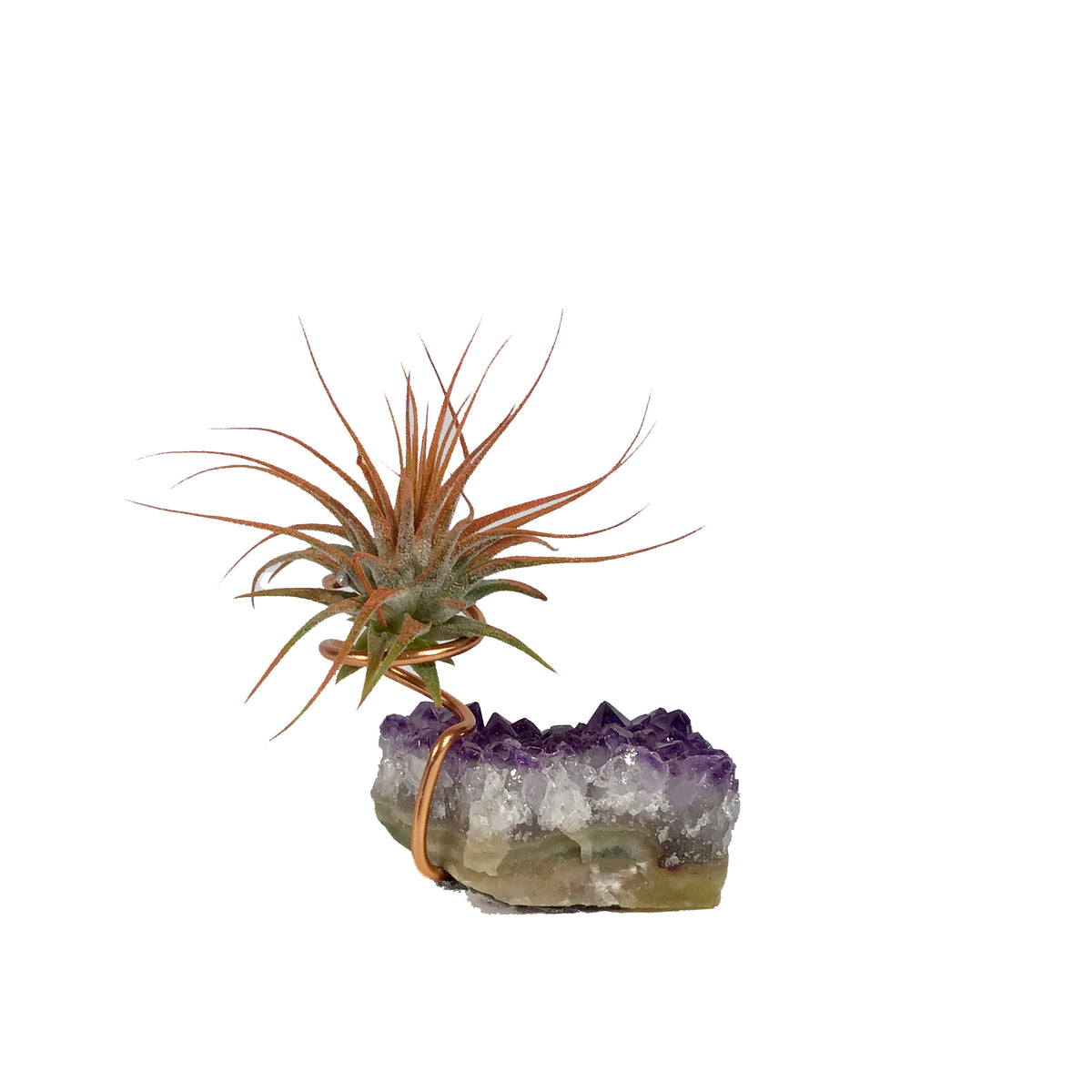 Tillandsia Ionantha Mounted on Amethyst Cluster