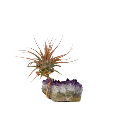 Tillandsia Ionantha Mounted on Amethyst Cluster
