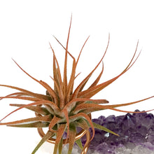 Load image into Gallery viewer, Tillandsia Ionantha Mounted on Amethyst Cluster
