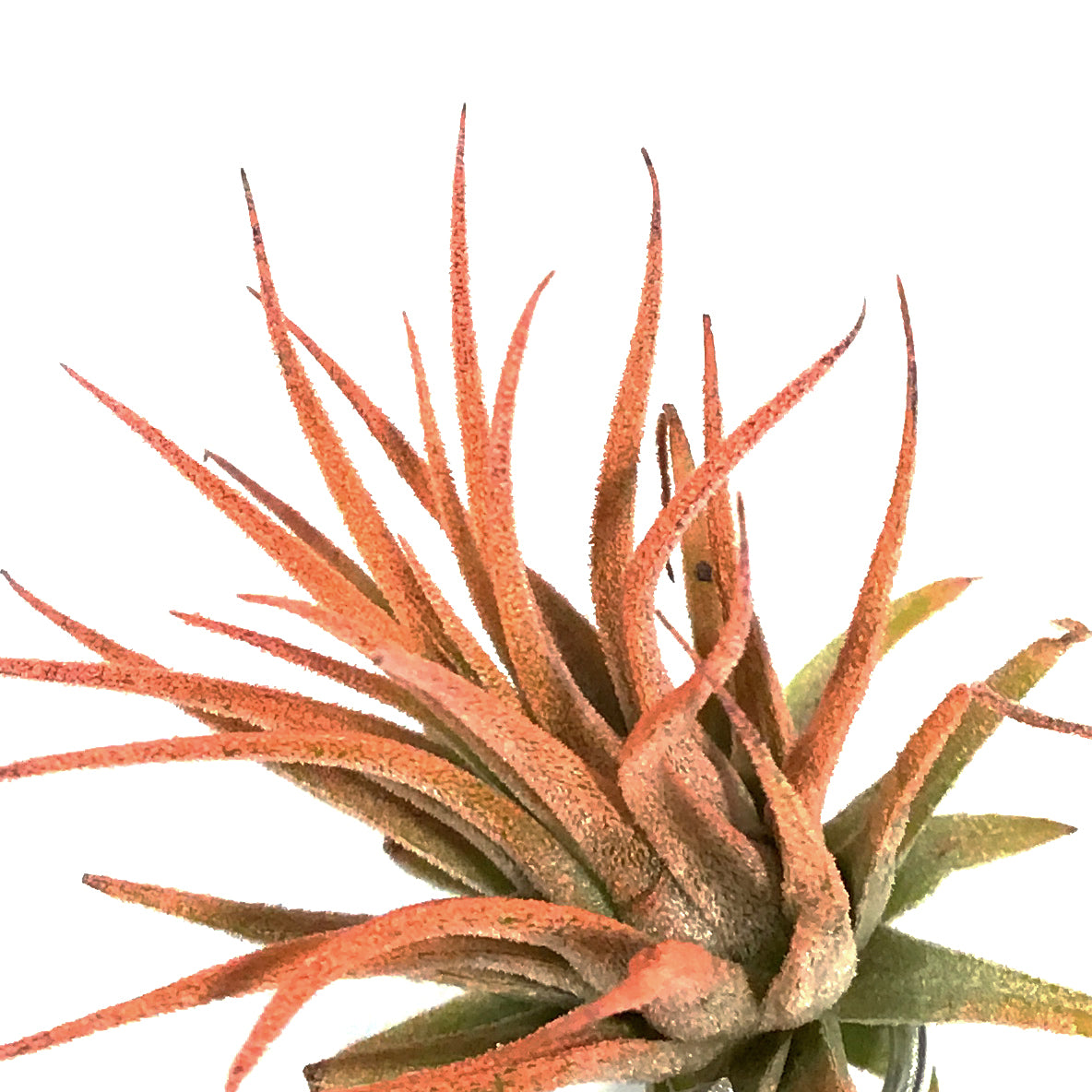 Tillandsia, Ionantha Mounted on Citrine Cluster