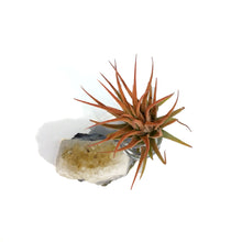 Load image into Gallery viewer, Tillandsia, Ionantha Mounted on Citrine Cluster
