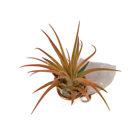 Tillandsia Ionantha Mounted on Rose Quartz