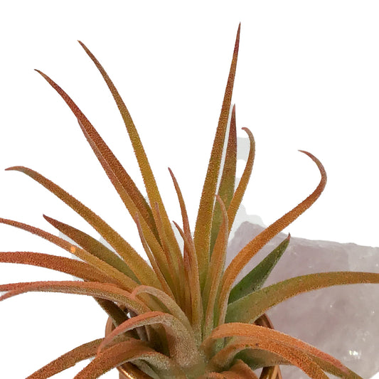 Tillandsia Ionantha Mounted on Rose Quartz
