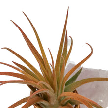 Load image into Gallery viewer, Tillandsia Ionantha Mounted on Rose Quartz
