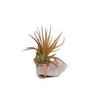 Tillandsia Ionantha Mounted on Rose Quartz