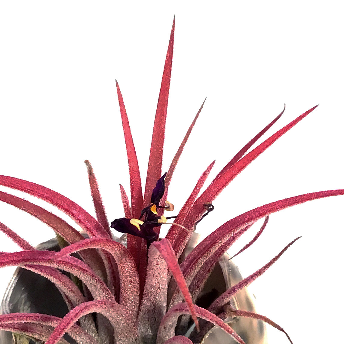 Tillandsia Ionantha Mounted on Tiger Cowry Shell