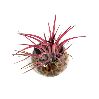 Tillandsia Ionantha Mounted on Tiger Cowry Shell