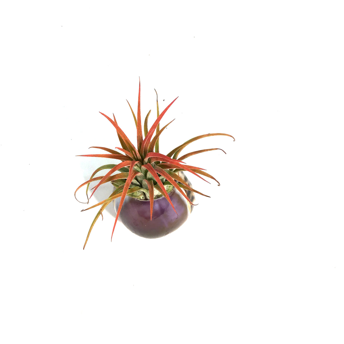 Tillandsia Ionantha Mounted on Purple Cowry Shell