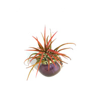 Load image into Gallery viewer, Tillandsia Ionantha Mounted on Purple Cowry Shell
