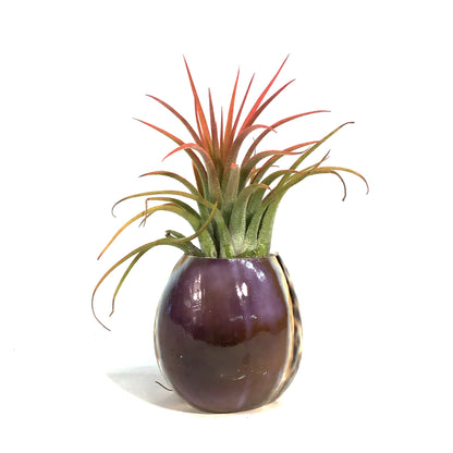 Tillandsia Ionantha Mounted on Purple Cowry Shell