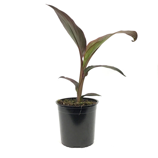 Annual, 1 gal, Canna