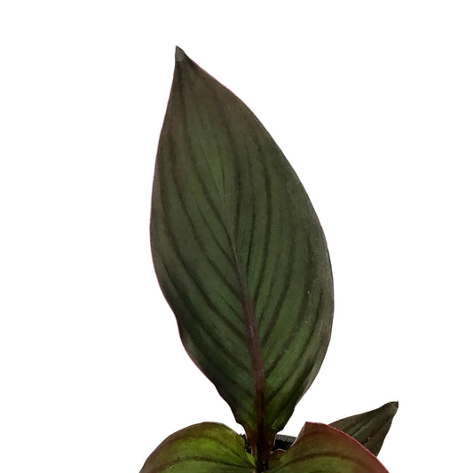 Annual, 1 gal, Canna