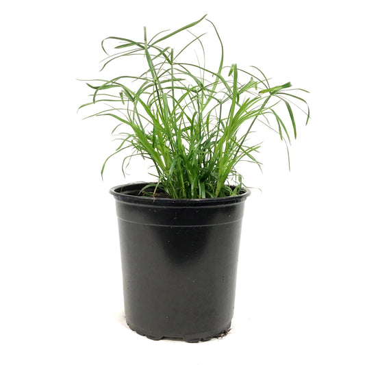 Annual, 1gal, Grass