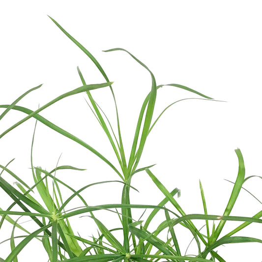 Annual, 1gal, Grass