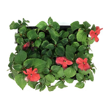 Load image into Gallery viewer, Bedding Pack, 6pk, Impatiens
