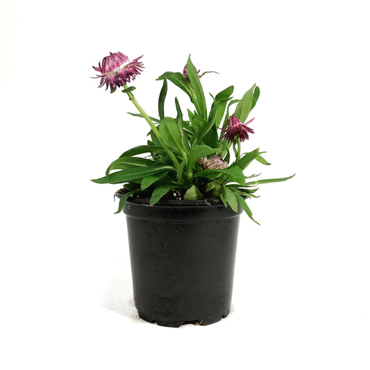 Annual, 4in, Strawflower