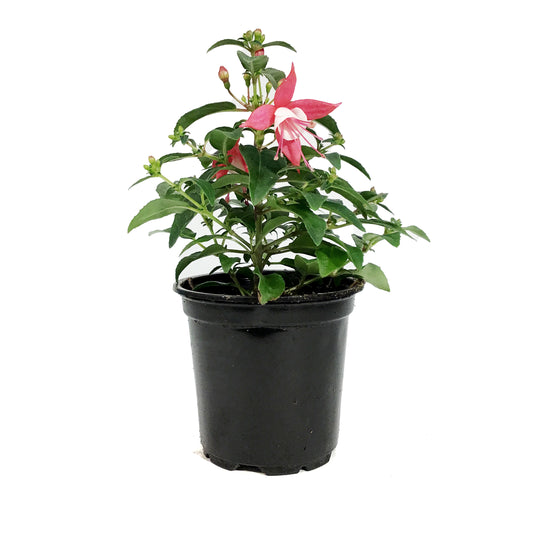 Annual, 4in, Fuchsia