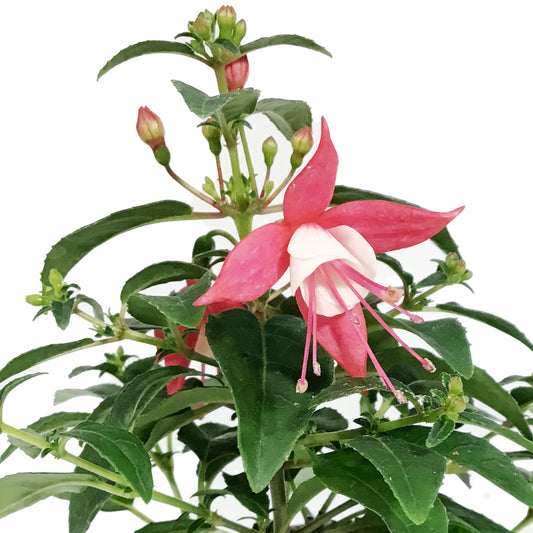 Annual, 4in, Fuchsia