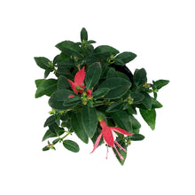 Load image into Gallery viewer, Annual, 4in, Fuchsia
