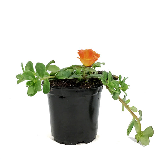 Annual, 4in, Portulaca