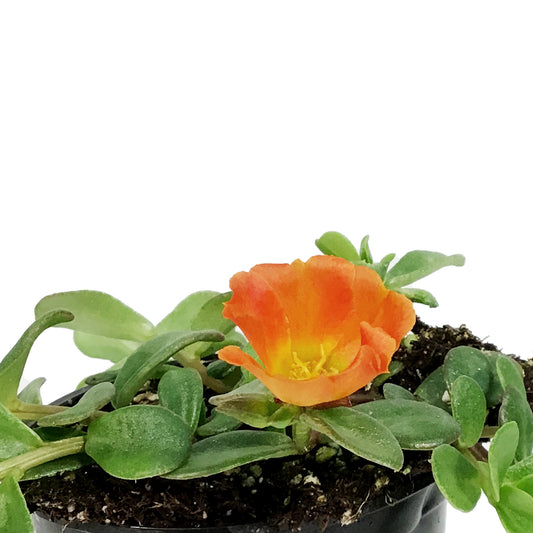 Annual, 4in, Portulaca