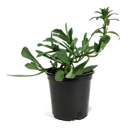 Annual, 4in, Scaevola