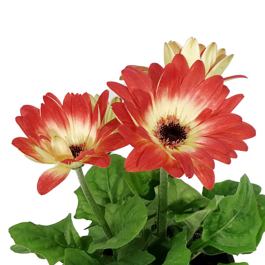 Annual, 4in, Gerbera