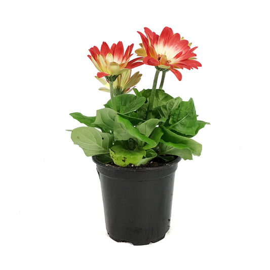 Annual, 4in, Gerbera