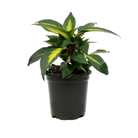 Annual, 4in, Impatiens