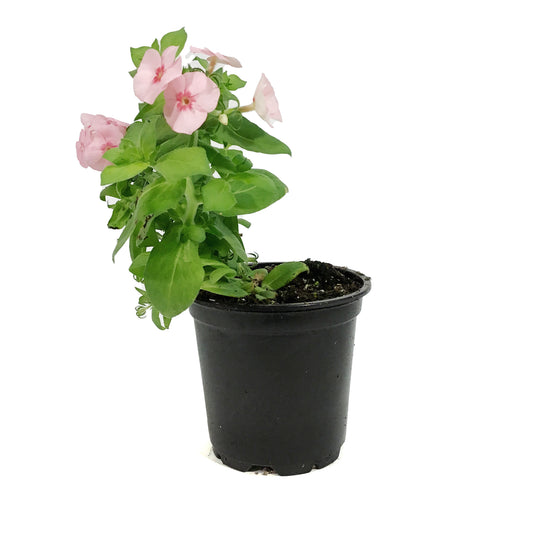 Annual, 4in, Phlox