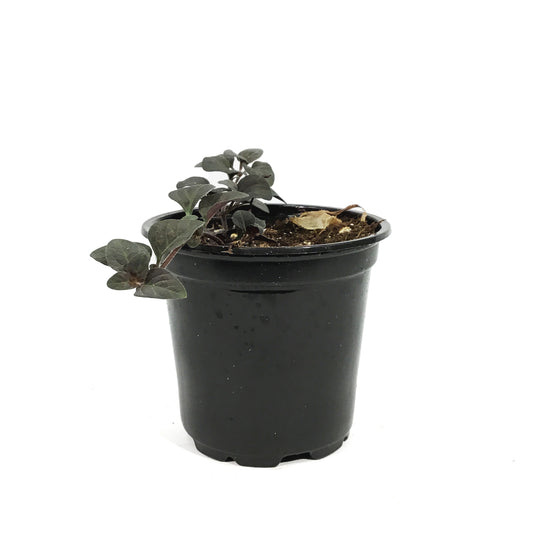 Annual, 4in, Lysimachia