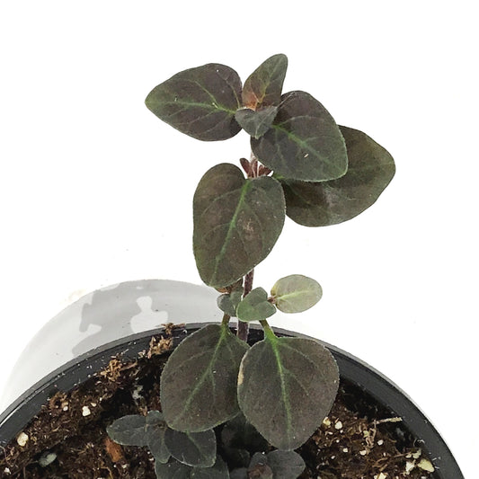 Annual, 4in, Lysimachia