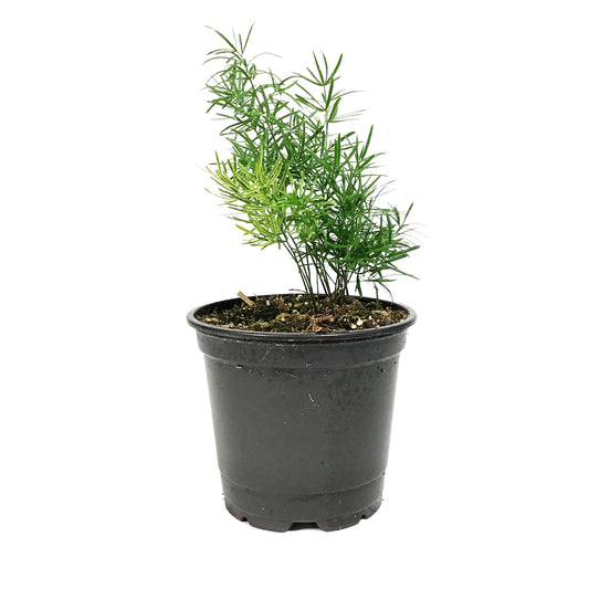 Annual, 4in, Asparagus Fern