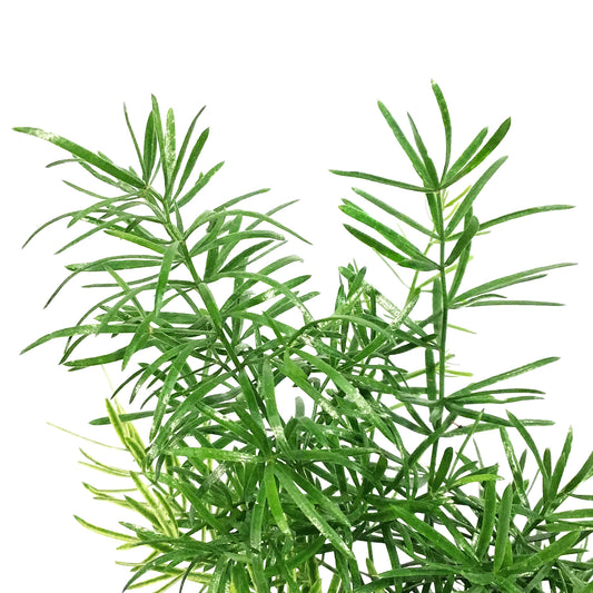 Annual, 4in, Asparagus Fern